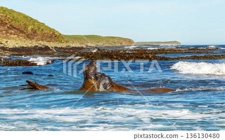 Southern Elephant seals fighting during breeding season in Falkland Islands Southern Elephant seals fighting during breeding season in Falkland Islands 136130480