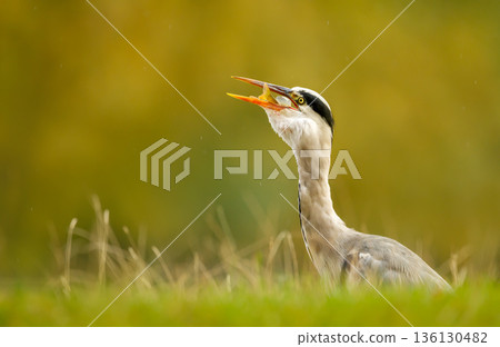 Portrait of a Grey heron holding freshly caught fish in its beak Portrait of a Grey heron holding freshly caught fish in its beak 136130482