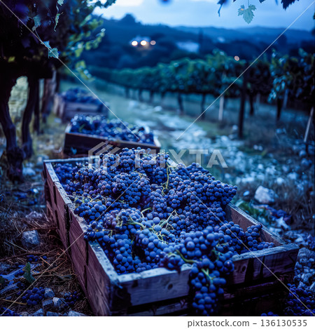 Freshly harvested blue grapes in wooden crates surrounded by lush vineyard landscape 136130535