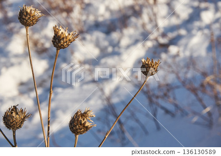 Dried seed heads of wild flowers stand above the snow. Winter nature landscape with botanical elements and cold season plants. Dried seed heads of wild flowers stand above the snow. Winter nature landscape with botanical elements and cold season plants. 136130589