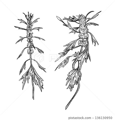 Motherwort herbal plant vector outline hand drawn. Leonurus cardiaca botanical engraving art. Black white illustration medicinal herb for natural remedy concept. Calming herb painted line art. Motherwort herbal plant vector outline hand drawn. Leonurus cardiaca botanical engraving art. Black white illustration medicinal herb for natural remedy concept. Calming herb painted line art. 136130950