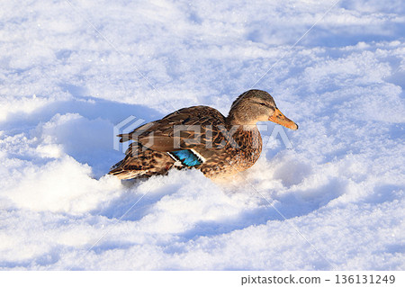 Mallard ducks on a frozen lake burrow into the snow to stay warm and sleep in a snowdrift. Wild birds survive extreme cold in Russia. The concept of compassion and animal rescue. Mallard ducks on a frozen lake burrow into the snow to stay warm and sleep in a snowdrift. Wild birds survive extreme cold in Russia. The concept of compassion and animal rescue. 136131249