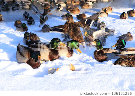 Mallards and drakes fight over pieces of white bread brought by people on a frozen lake. Wild birds survive extreme cold in Russia. The concept of compassion and animal rescue. 136131256