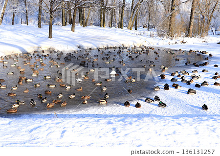Mallards and drakes swim in a small hole in the ice on a frozen lake in the bitter cold. The birds burrow into the snow to stay warm and sleep in the snowdrifts. Wild bird survival in extreme cold 136131257