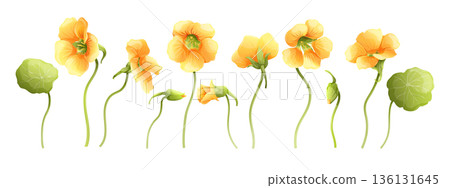 Yellow nasturtium floral elements set, 6 flowers, buds and green round leaves. Botanical vector collection for wedding invitations and garden design. Isolated on white background 136131645