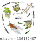 A set of watercolor illustrations featuring the nature of Provence: olives, lavender, grapes, cicada, and gecko 136132467