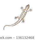 watercolor illustration of a gecko on a white background 136132468