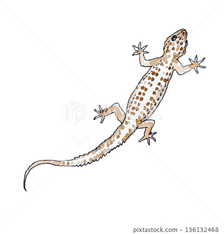 watercolor illustration of a gecko on a white background watercolor illustration of a gecko on a white background 136132468