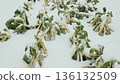 Bio cauliflower farm Brassica oleracea harvested leftover farming covered with white snow natural ice form on green vegetable leaves close up shot during cold cool snowy winter season in field or 136132509