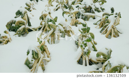 Bio cauliflower farm Brassica oleracea harvested leftover farming covered with white snow natural ice form on green vegetable leaves close up shot during cold cool snowy winter season in field or 136132509