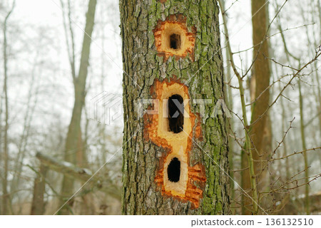 Black woodpecker alders Alnus trees Dryocopus martius has round hole close-up hollow wood hollowed out by the strong beak or bill of Woodpeckers picidae bird nest or home in forest woodland farmland 136132510