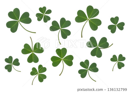 Scattered collection of bright green shamrock leaves falling or floating in mid-air, isolated on white for st. patrick's day or luck themes Scattered collection of bright green shamrock leaves falling or floating in mid-air, isolated on white for st. patrick's day or luck themes 136132799