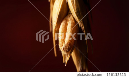 Closeup with detail of a grain of wheat Closeup with detail of a grain of wheat 136132813