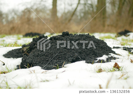 Mole Talpa europaea hole snowy winter frost subterranean mammal black pile of soil on the grass, serving as organic gardening soil and ecosystem during white snow cold cool season photo shot. Digging Mole Talpa europaea hole snowy winter frost subterranean mammal black pile of soil on the grass, serving as organic gardening soil and ecosystem during white snow cold cool season photo shot. Digging 136132856