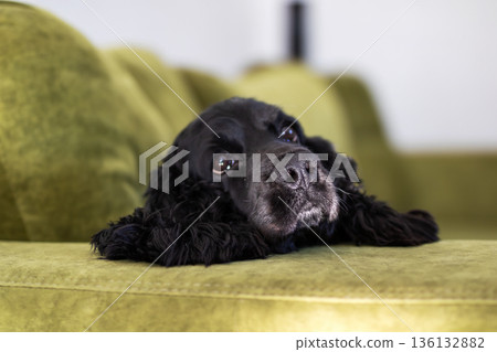 Dog on sofa. Calm pet with shiny coat gazing upward on soft green cushion in sunlight Dog on sofa. Calm pet with shiny coat gazing upward on soft green cushion in sunlight 136132882