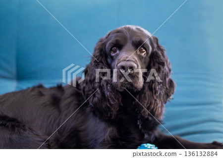 Calm black cocker spaniel peacefully relaxing on comfortable sofa with soft lighting 136132884