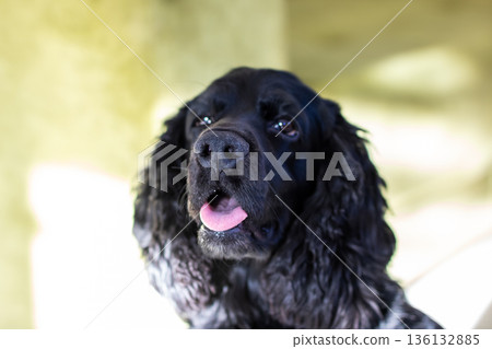 Closeup capturing vigilant black cocker spaniel with sunny background and expressive demeanor Closeup capturing vigilant black cocker spaniel with sunny background and expressive demeanor 136132885