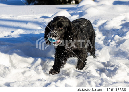 Black dog retrieves ball happily. Energetic spaniel with blue ball enjoying winter exercise 136132888