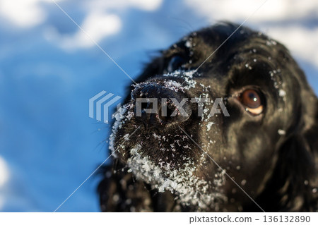 An intricate portrayal of snowcovered dog highlighting emotional eyes and seasonal appeal An intricate portrayal of snowcovered dog highlighting emotional eyes and seasonal appeal 136132890