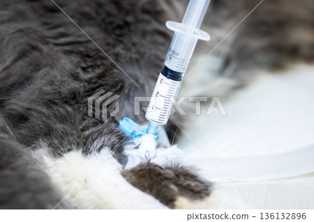 Cat under medical intravenous care. Veterinary procedure involving catheter and infusion 136132896