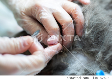 Proficient veterinarian assistant uses sterile methods to disinfect and bandage minor paw wound Proficient veterinarian assistant uses sterile methods to disinfect and bandage minor paw wound 136132898