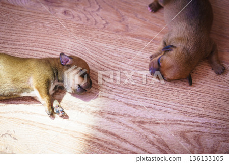 Little dachshund dogs puppies newborns Little dachshund dogs puppies newborns 136133105