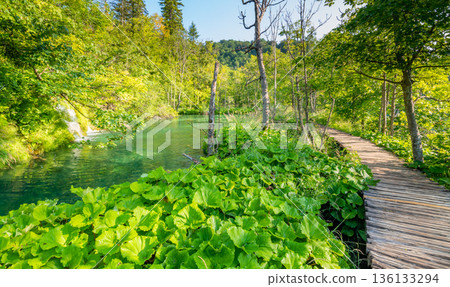 Wooden footpath at Plitvice national park, Croatia. Pathway in the forest near the lake and waterfall. Fresh beautiful nature, peaceful place. Famous tourist destination. 136133294