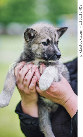 Adorable gray puppy getting a warm hug in caring hands outdoors Adorable gray puppy getting a warm hug in caring hands outdoors 136133408