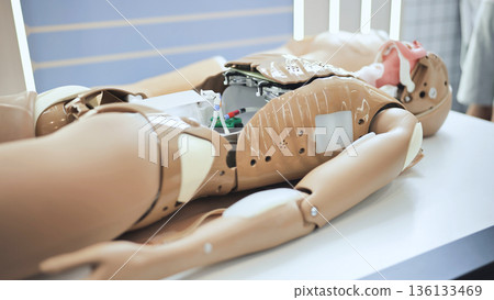 Medical training mannequin showing internal systems for student education and simulation 136133469