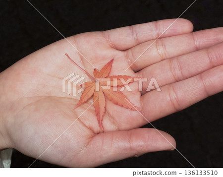 Red maple leaf resting on open palm Red maple leaf resting on open palm 136133510