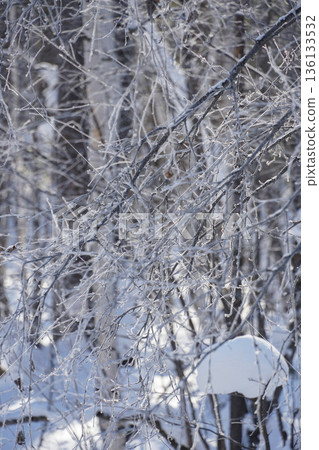 Hoarfrost coats thin tree branches in a winter forest, creating delicate crystalline patterns against a soft snowy background 136133532