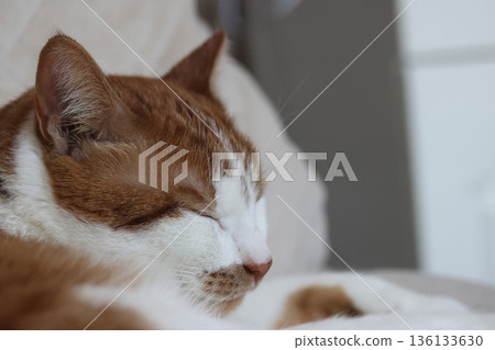 Sleeping cat. Ginger and white cat. Cats head close-up. 136133630