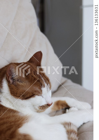 Sleeping cat. Ginger and white cat. Sleeping cat. Ginger and white cat. 136133631