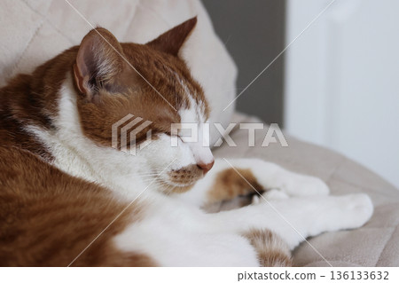 Sleeping cat. Ginger and white cat. Sleeping cat. Ginger and white cat. 136133632