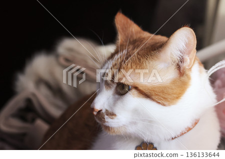 Ginger and white cat. Looking to the side. Head close-up. Ginger and white cat. Looking to the side. Head close-up. 136133644