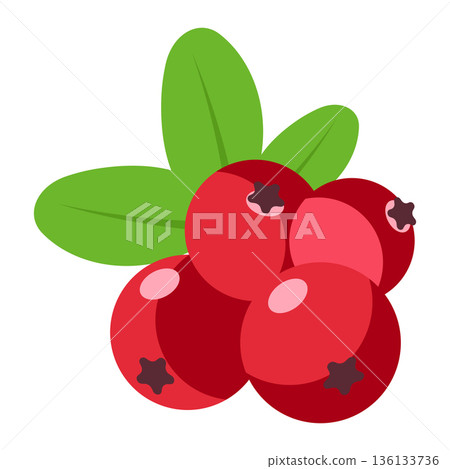 Cluster of red cranberries with green leaves, fresh and healthy berries illustration, simple flat design 136133736