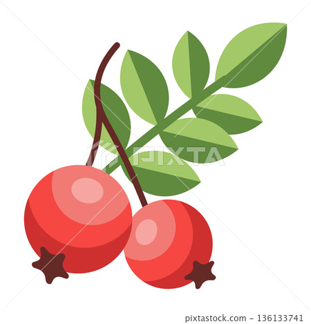 Two plump red rowan berries with green leaves on a branch, autumn fruit illustration, simple flat design 136133741