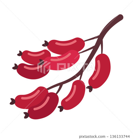 Branch of bright red barberries, elongated fruits with green leaves, healthy food illustration, simple flat design 136133744