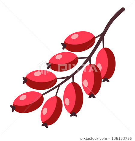 Branch with red oval berries and leaves, simple flat illustration, isolated on white. 136133756