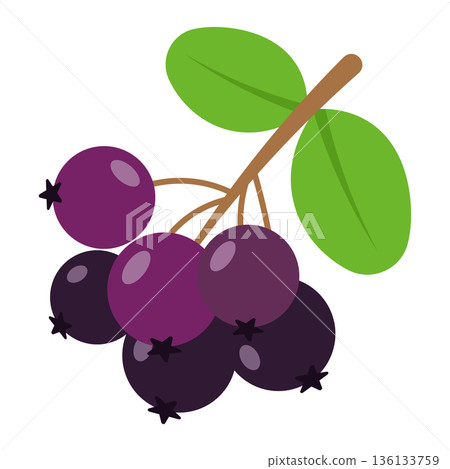 Cluster of dark purple berries with leaves, simple flat illustration, isolated on white. 136133759