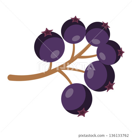 Branch with dark purple elderberries, simple flat illustration, isolated on white. 136133762