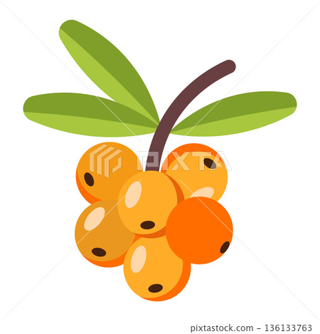 Bunch of bright orange berries with green leaves, simple flat illustration, isolated on white. Bunch of bright orange berries with green leaves, simple flat illustration, isolated on white. 136133763