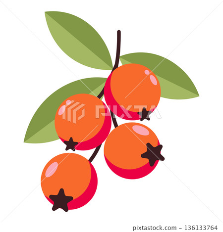 Cluster of orange and red berries with green leaves, simple flat illustration, isolated on white. 136133764