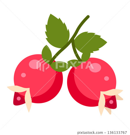 Two bright red rosehips with green leaves, simple flat illustration, isolated on white. 136133767