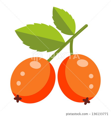 Two ripe orange rosehip berries with green leaves on a stem, simple flat illustration. 136133771