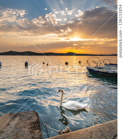 The white swan is swimming at Adriatic sea in harbor near Sibenik city, Croatia. Beautiful animal bird, magical sunset. 136133854