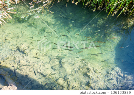 Small pond with fish at Krka national nature park, Croatia. Water lake near the wooden tourist path. Small pond with fish at Krka national nature park, Croatia. Water lake near the wooden tourist path. 136133889