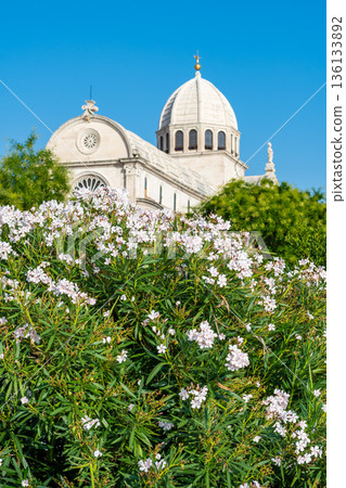 View of the St James cathedral at city of Sibenik, Croatia. Beautiful oleander bush in bloom in foreground. Summer weather, blue sky. View of the St James cathedral at city of Sibenik, Croatia. Beautiful oleander bush in bloom in foreground. Summer weather, blue sky. 136133892