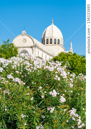 View of the St James cathedral at city of Sibenik, Croatia. Beautiful oleander bush in bloom in foreground. Summer weather, blue sky. 136133893
