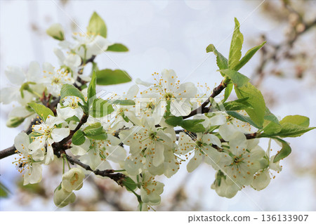Blooming trees in the spring against the blue sky, a beautiful garden and a good harvest in the summer. Jasmine branches in the spring garden 136133907